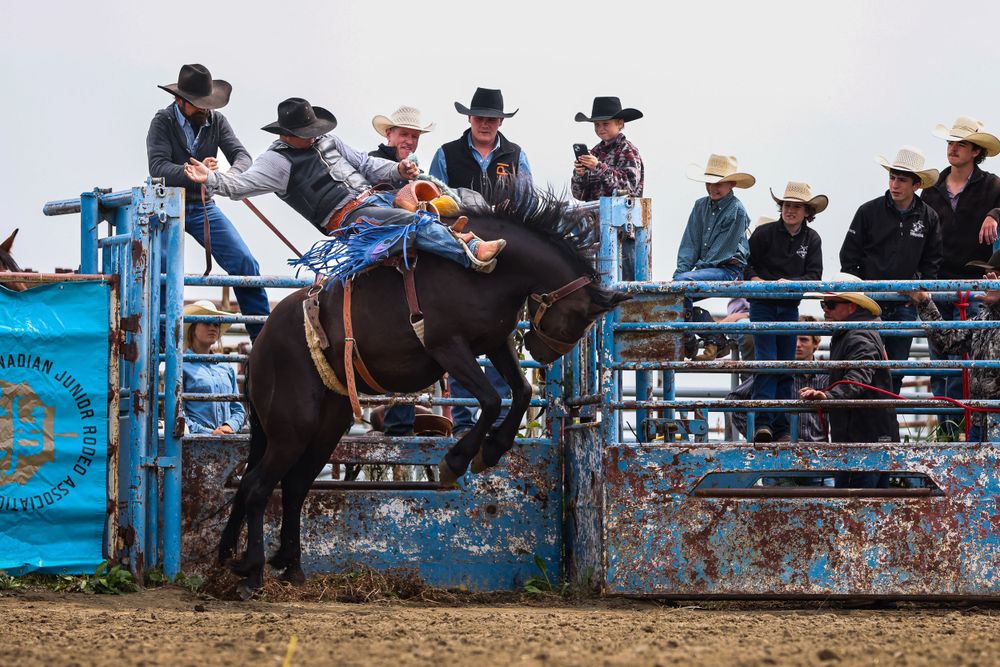 Bronc rider competes atop bucking horse during rodeo event.
