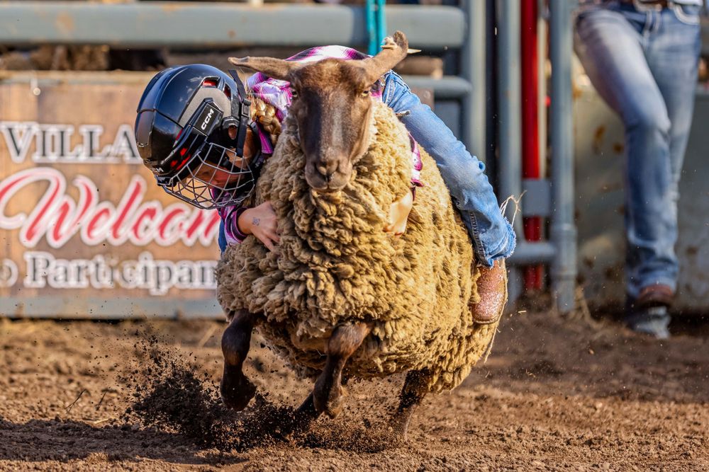 Rodeo participant rides atop sheep during mutton busting competition.