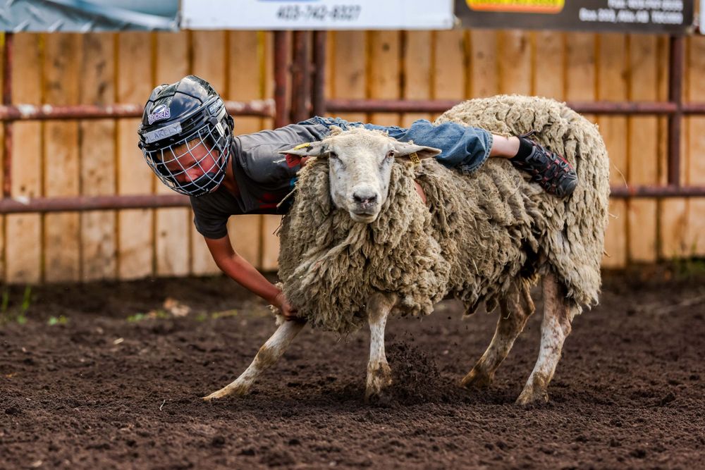 Young participant attempts mutton busting by riding atop a sheep in rodeo arena.