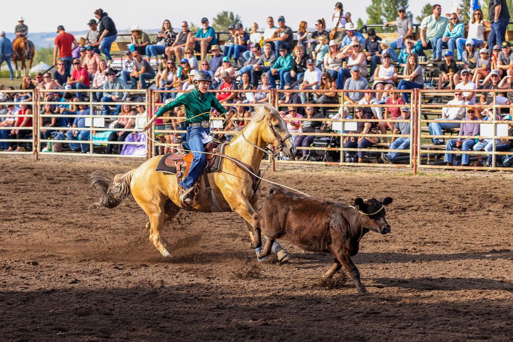Rodeo rider on palomino horse chases calf in dusty arena during competition.