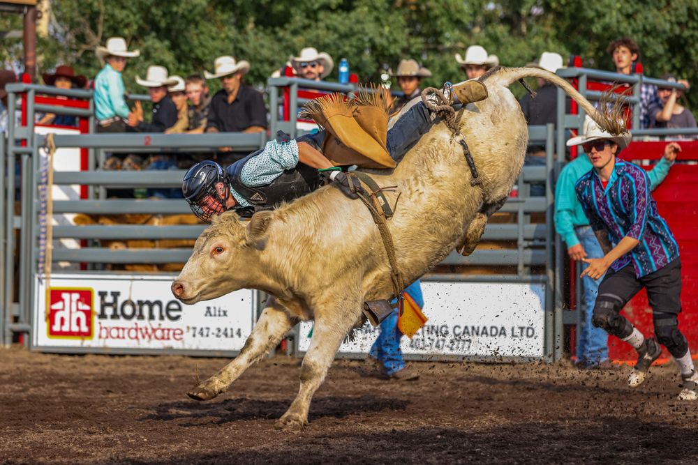 Bucking bull throws rider during intense rodeo competition in outdoor arena.