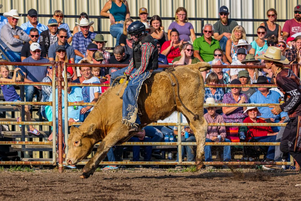 Bull rider hangs on during intense ride as crowd watches from bleachers.
