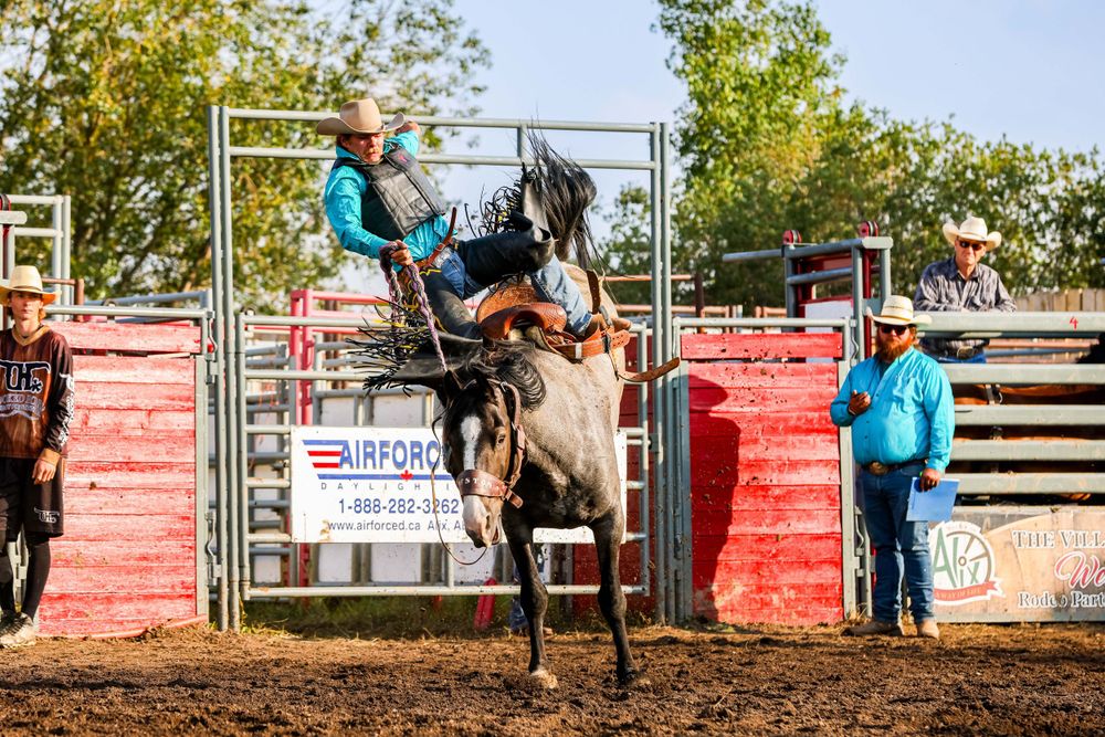 cowboy on bucking horse bursts from rodeo gate during competition.