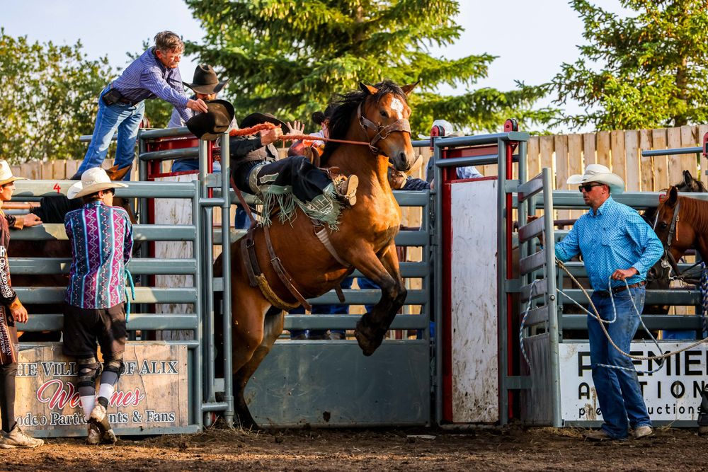 A brown horse bucks wildly in a rodeo arena while attempting to dismount its rider.