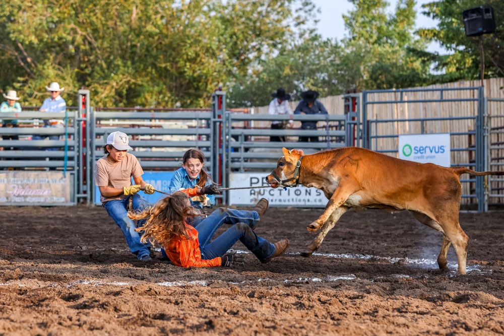 calf scramble at a local rodeo with three kids and a calf