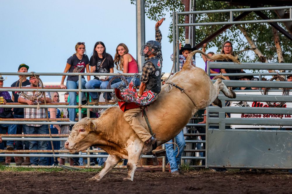 Tan bull bucks wildly in rodeo arena with spectators watching from bleachers.