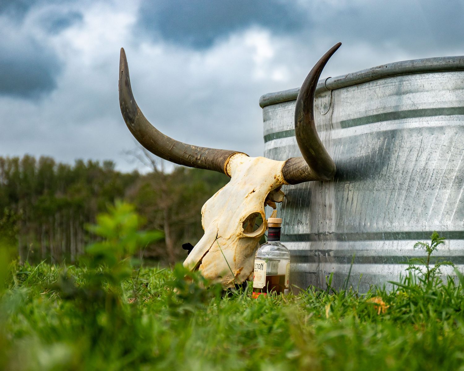A weathered longhorn skull rests against a metal barrel in green grass.