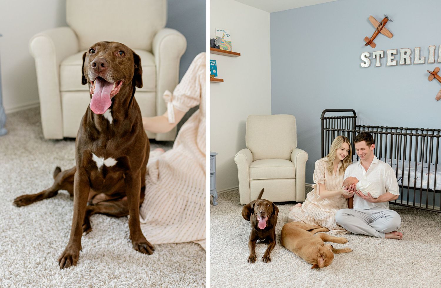 Side-by-side photos showing chocolate lab and family moment in nursery setting.