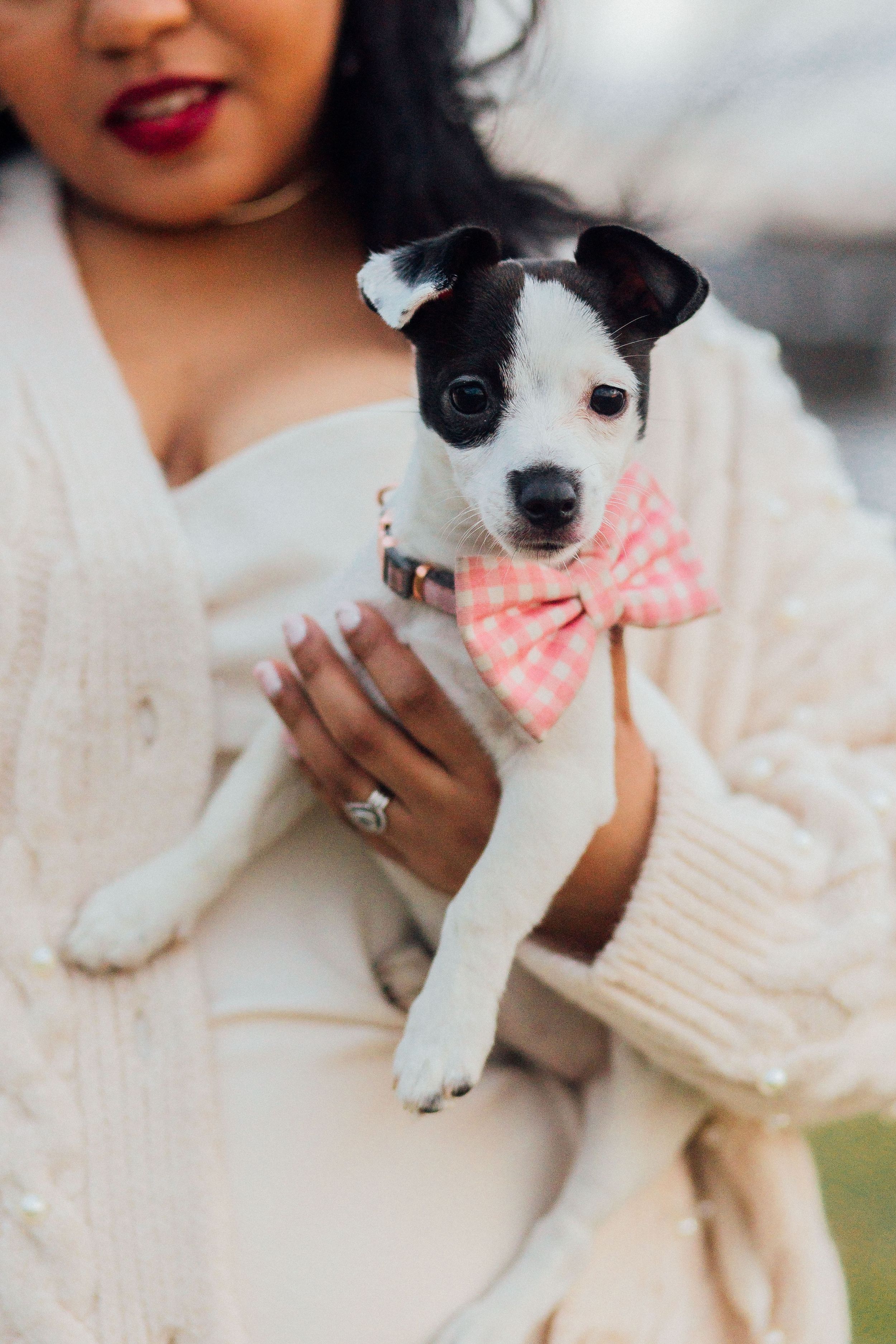 Adorable black and white puppy wearing a pink bow tie is held in cream sweater-clad arms.