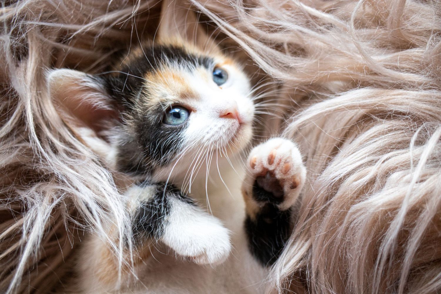 kitten with blue eyes