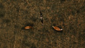 Aerial drone shot showing three people lying on brown textured ground.