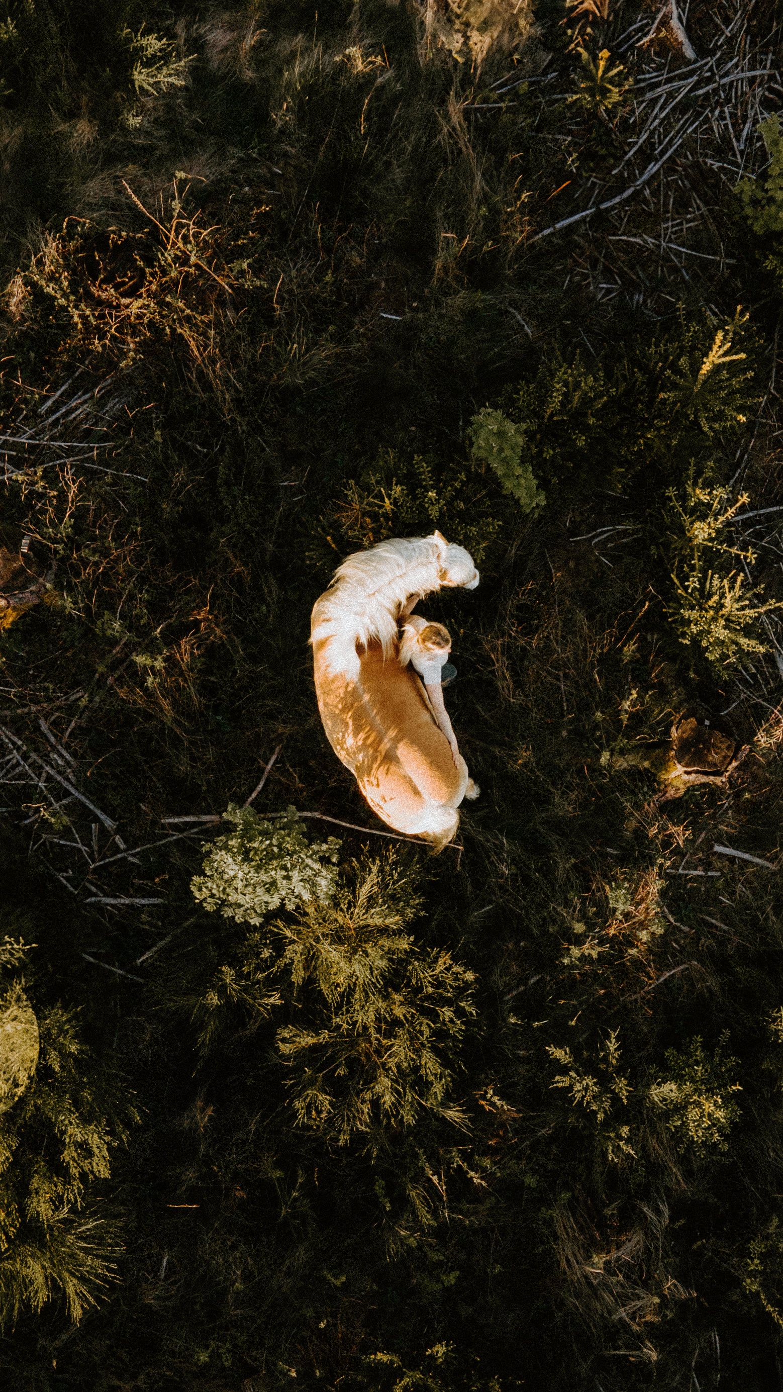 Aerial view of a white mushroom growing among dark green moss and vegetation on a forest floor.