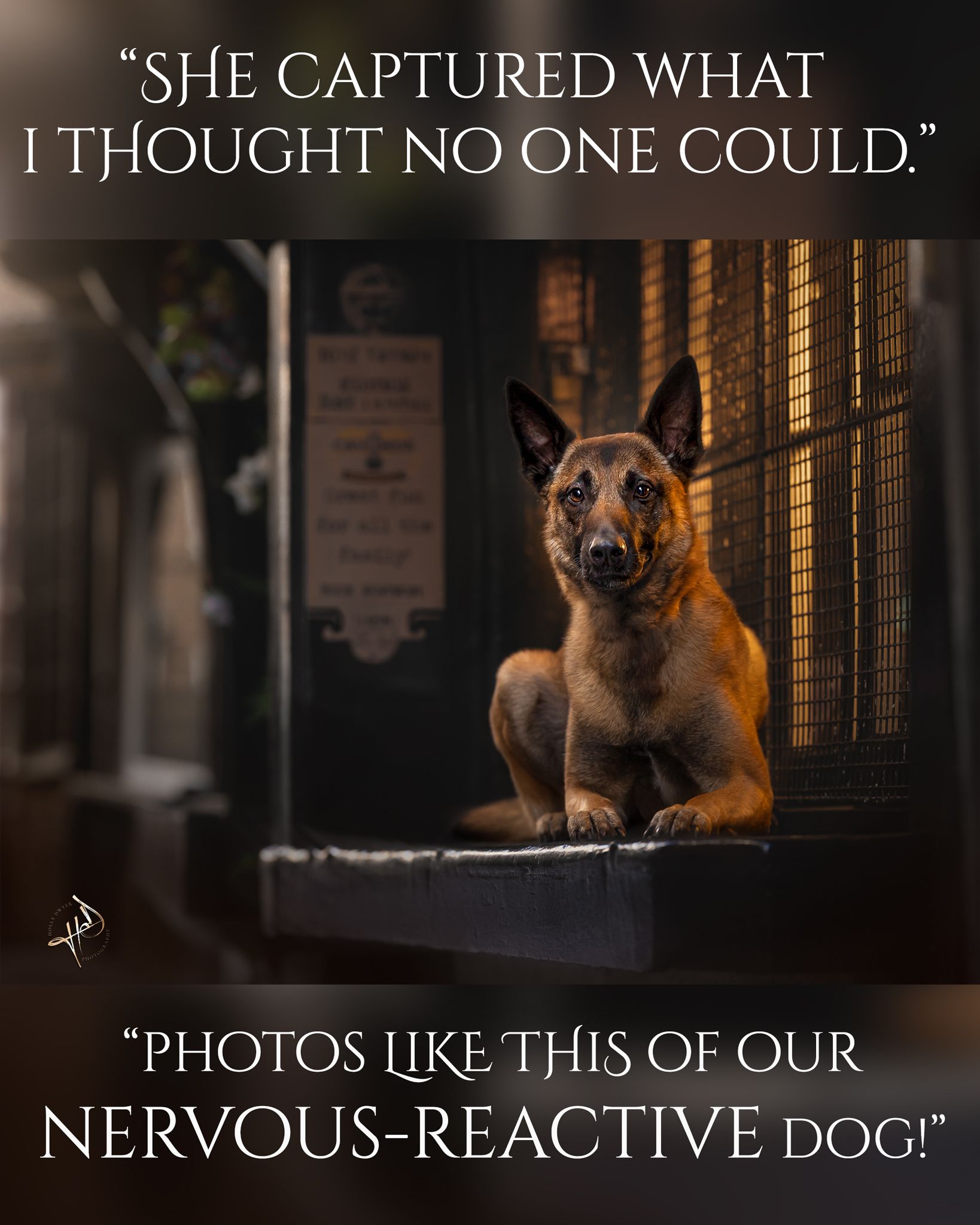 Reactive dog photography in York