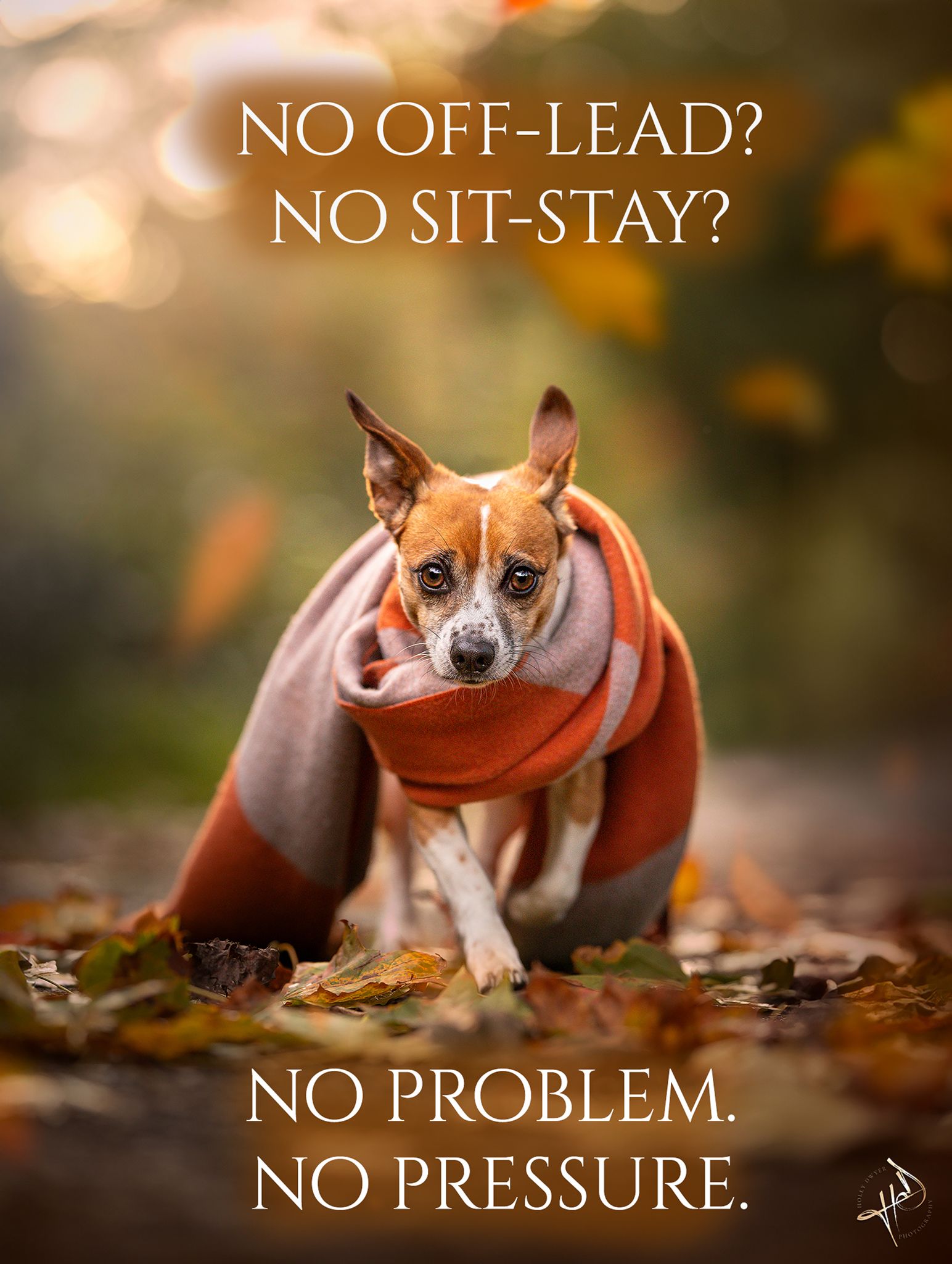 Reactive dog photography Cheadle
