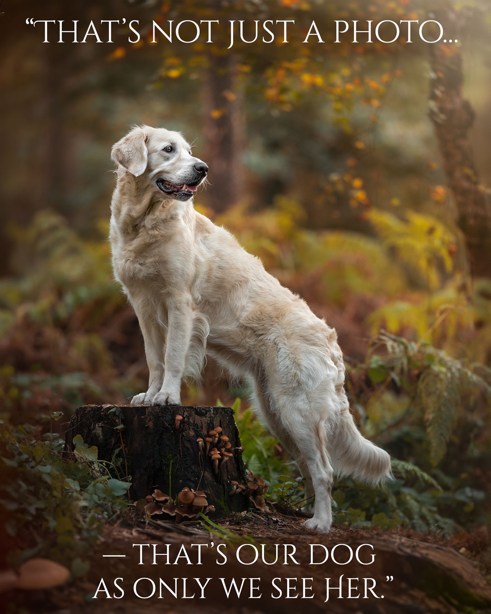 Reactive Dog photography Cheshire