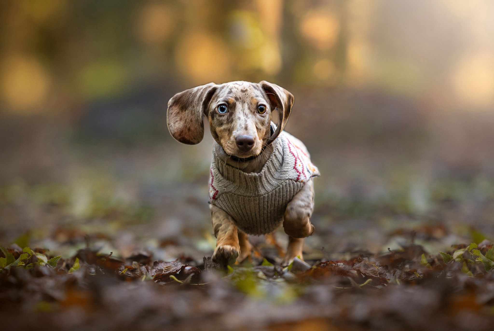 nervous dog photographer northwest