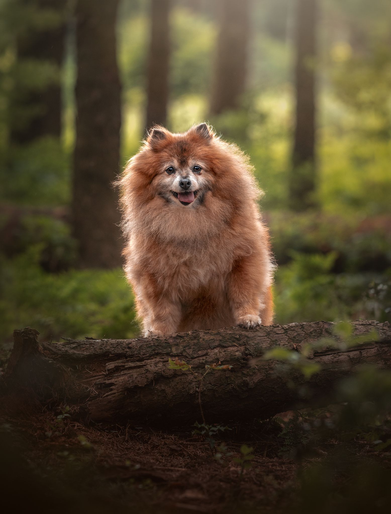 pet photographer manchester cheshire macclesfield