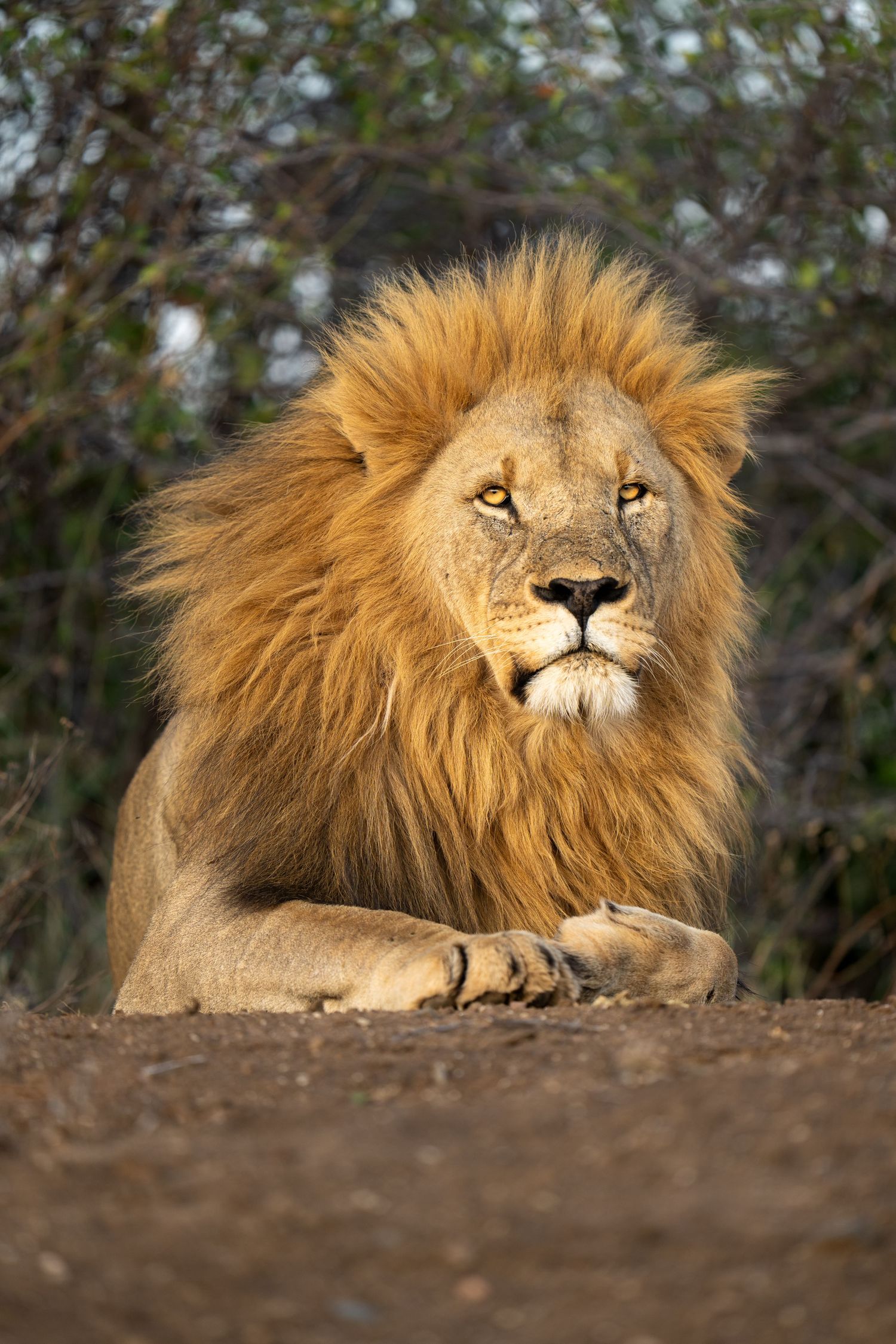 Majestic male lion with thick mane rests on ground against blurred foliage background.