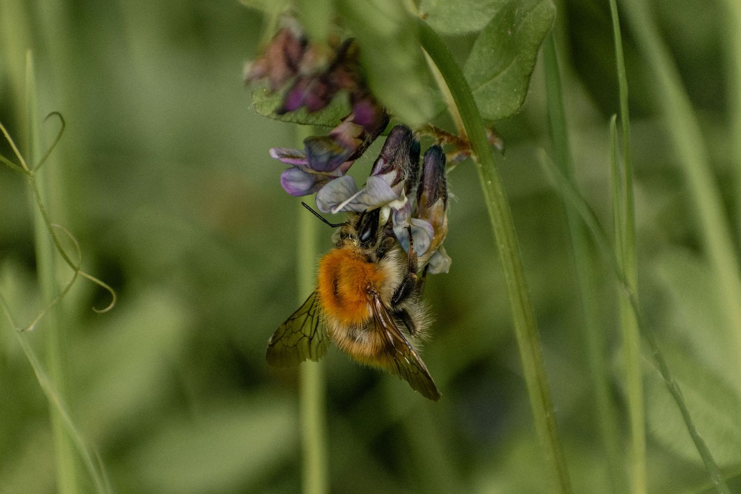Photo d'une abeille en été