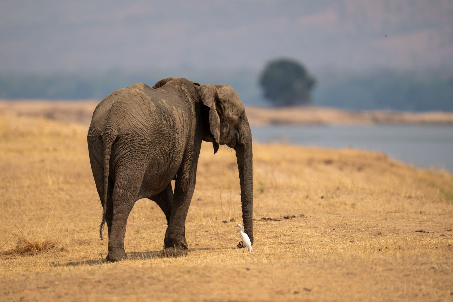 An African elephants walking across a dry savanna landscape at sunset.