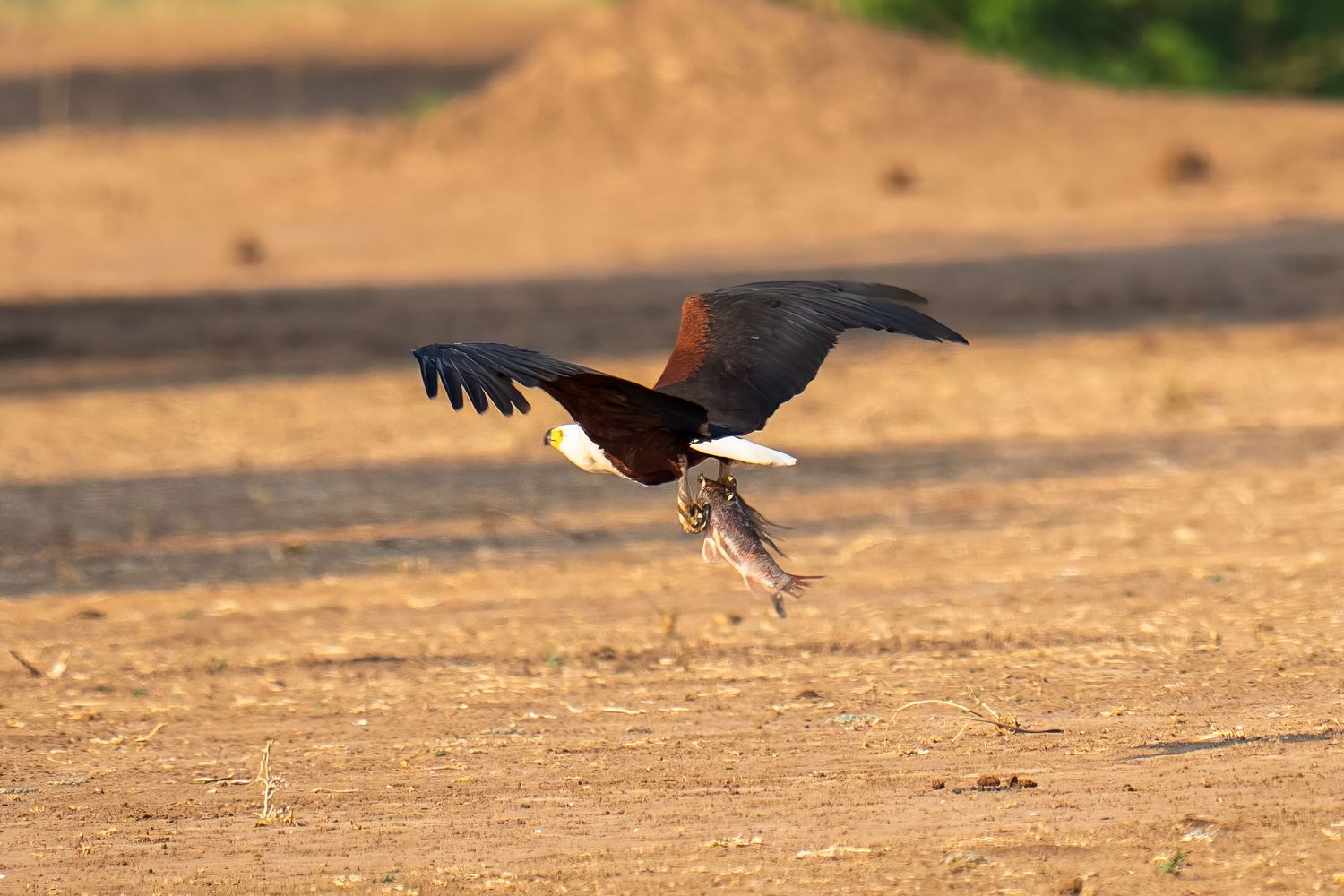 Birds silhouetted against orange ground during golden hour.