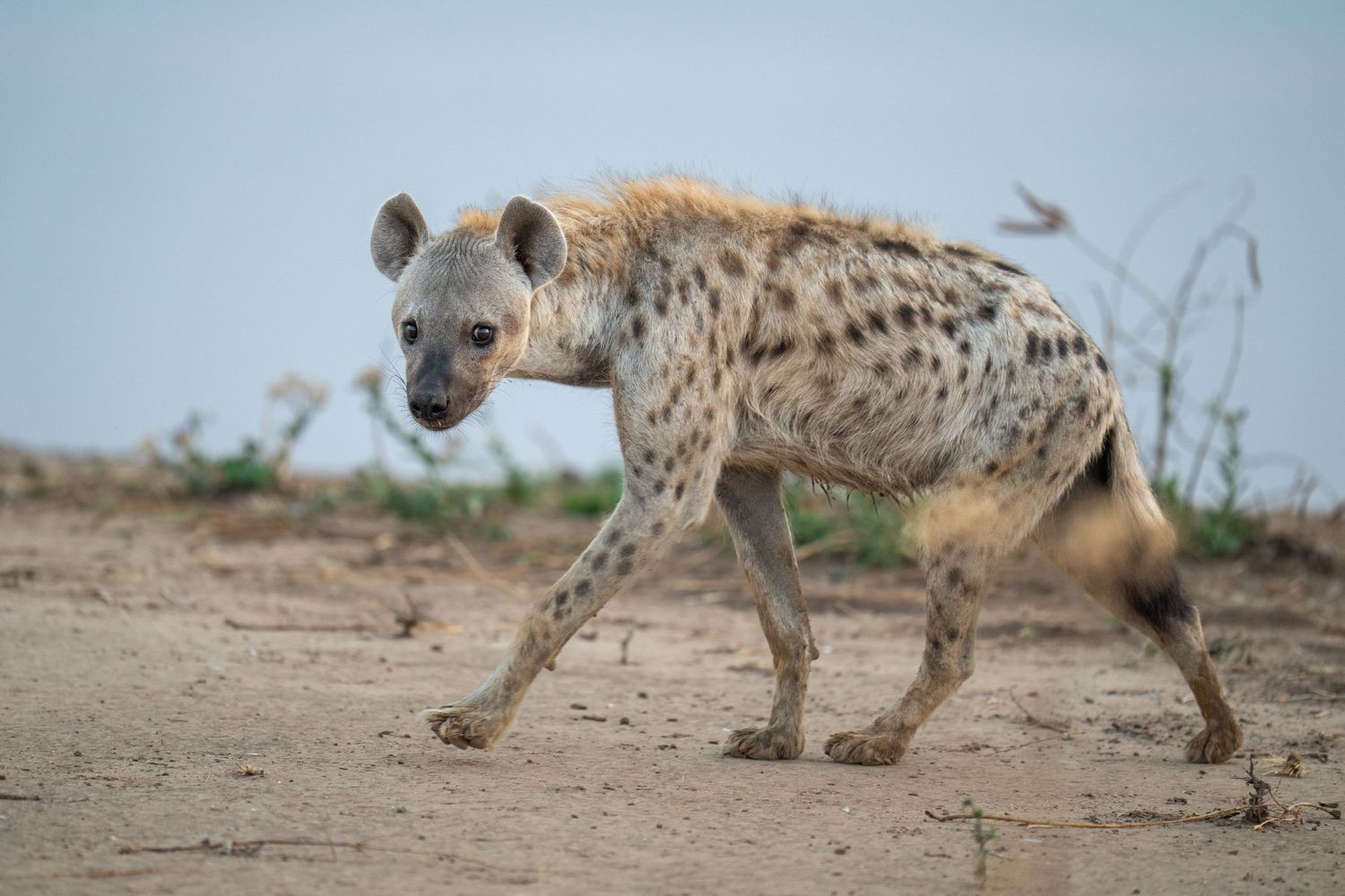 Spotted hyenas walking across arid terrain in natural habitat.