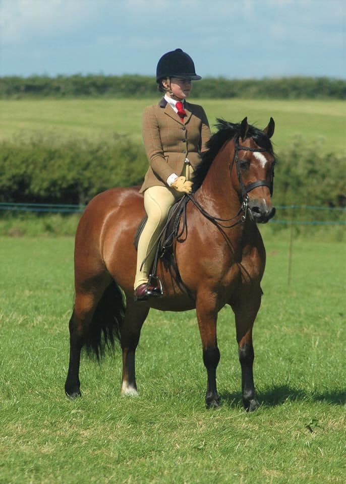 An equestrian in traditional hunt attire rides a bay horse in a grassy field.