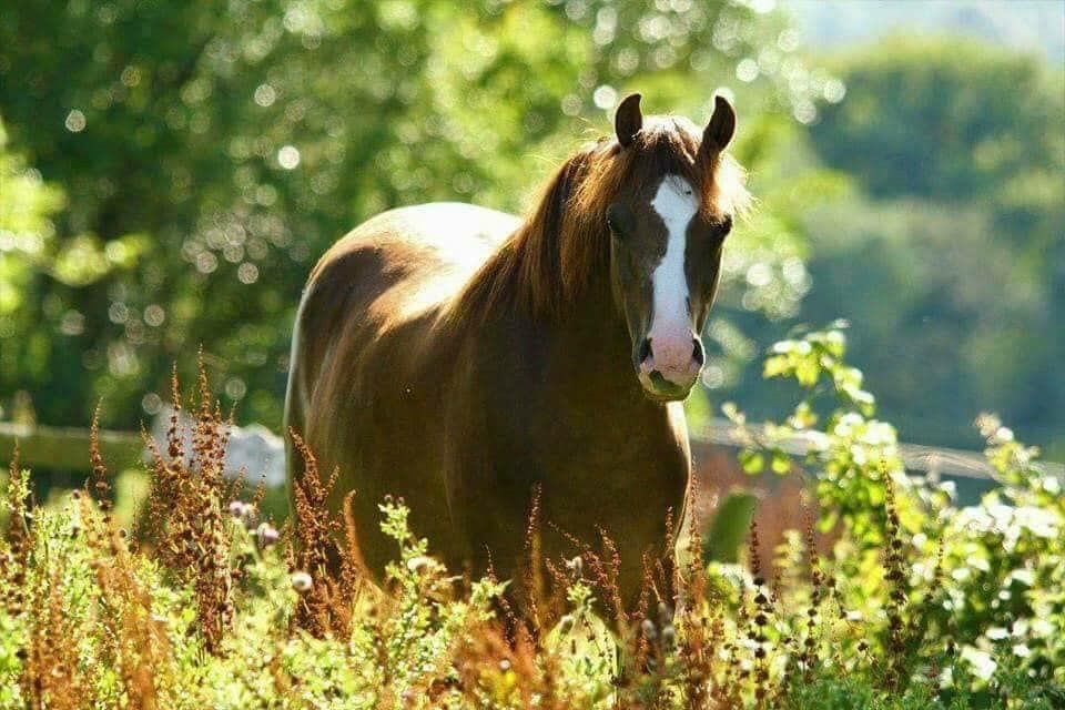 A chestnut horse stands gracefully in a sunlit meadow with wildflowers.