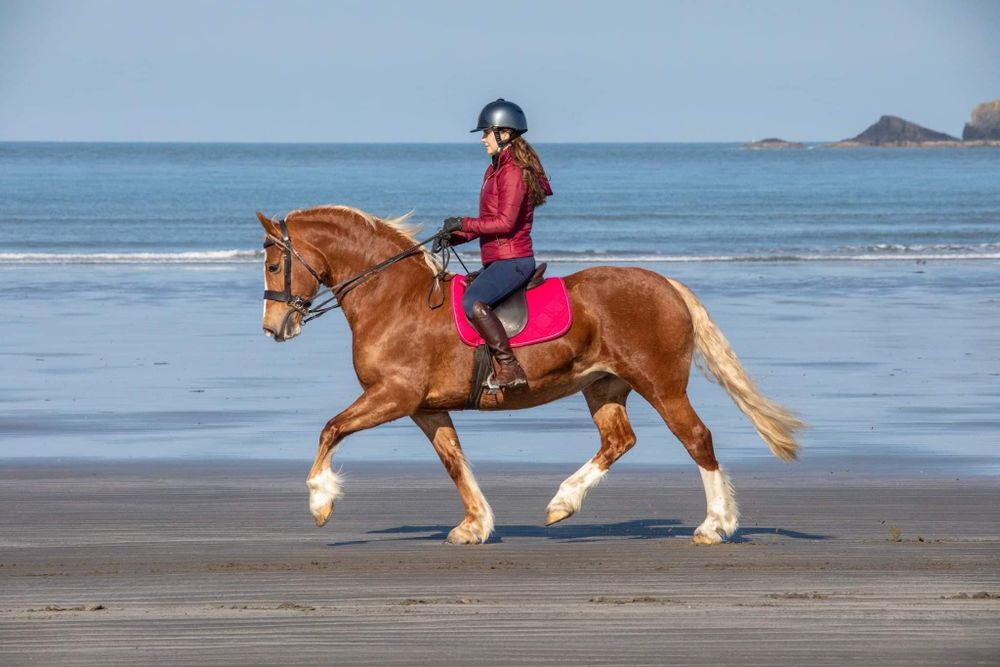 A chestnut horse trots gracefully along a beach shore with rider wearing red jacket and helmet.