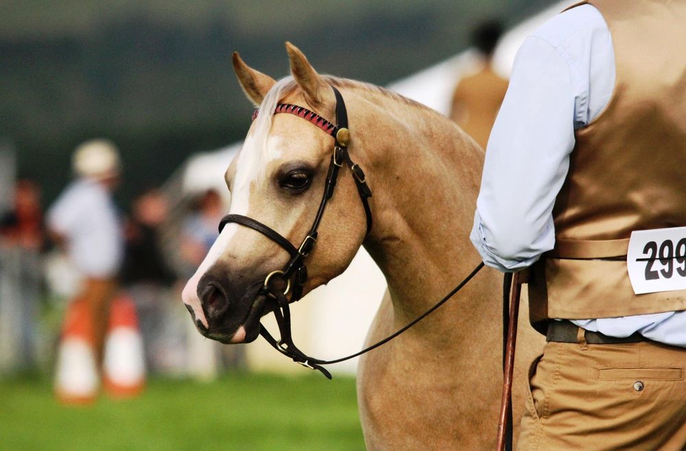 A palomino show horse with white markings wearing a formal bridle at an equestrian competition.