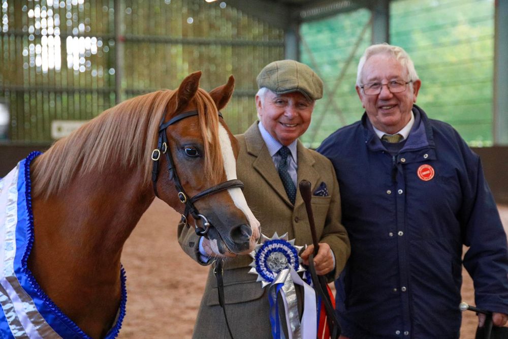A chestnut horse wearing a blue ribbon poses with two handlers at an equestrian event.