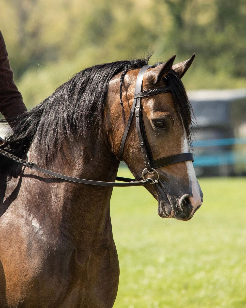 A bay horse with dark mane in bridle and show tack against green background.