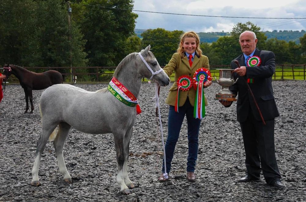 A gray horse being presented with ribbons at an equestrian show.