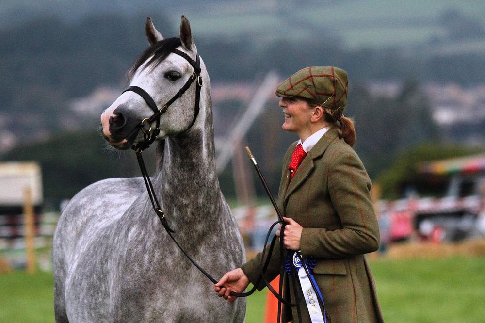 A dappled gray horse being shown in traditional equestrian presentation.