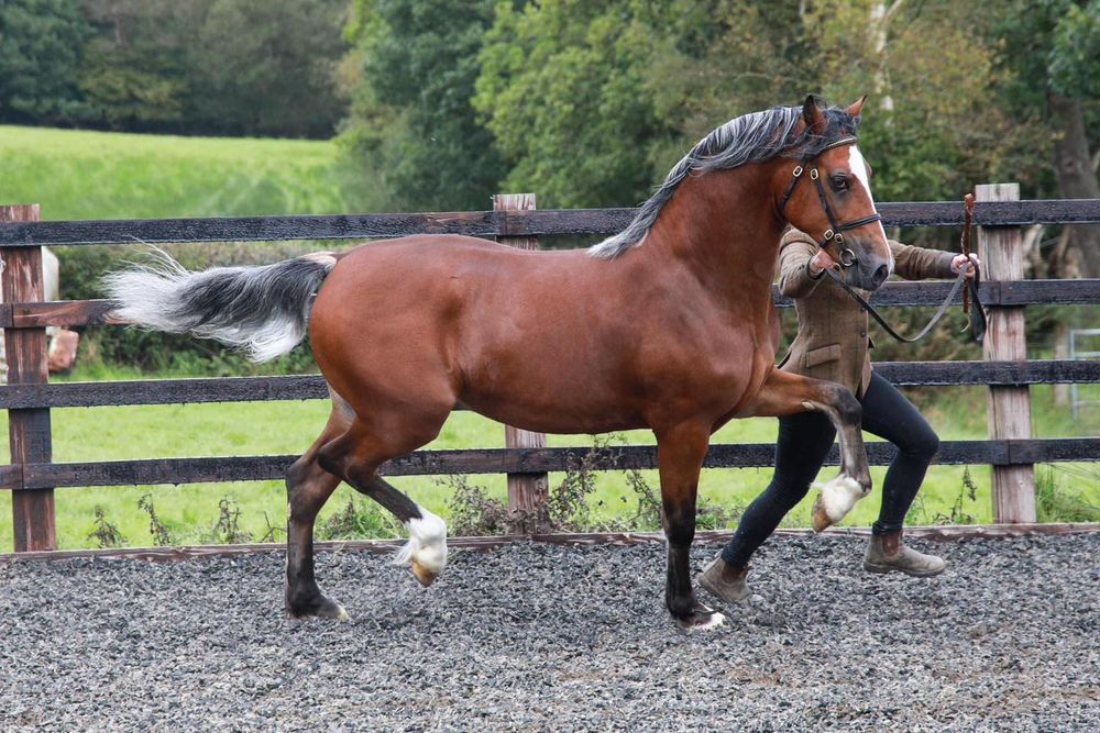 A bay horse lunging on lead line in outdoor arena with wooden fencing.
