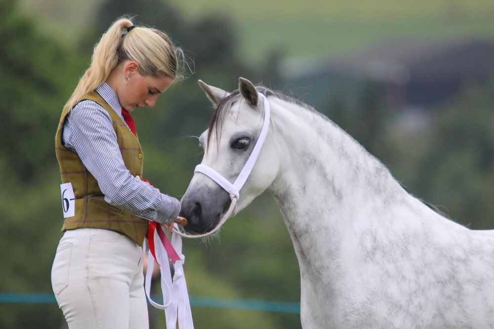 A graceful white horse being handled at an equestrian event.