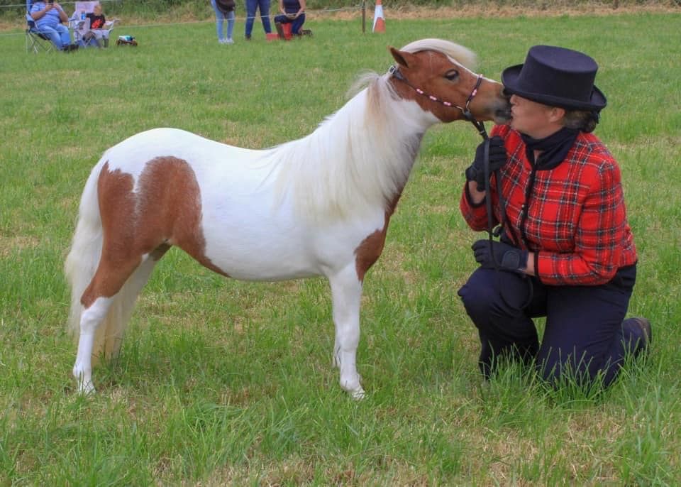 A small white and brown pony receives attention in a grassy field.