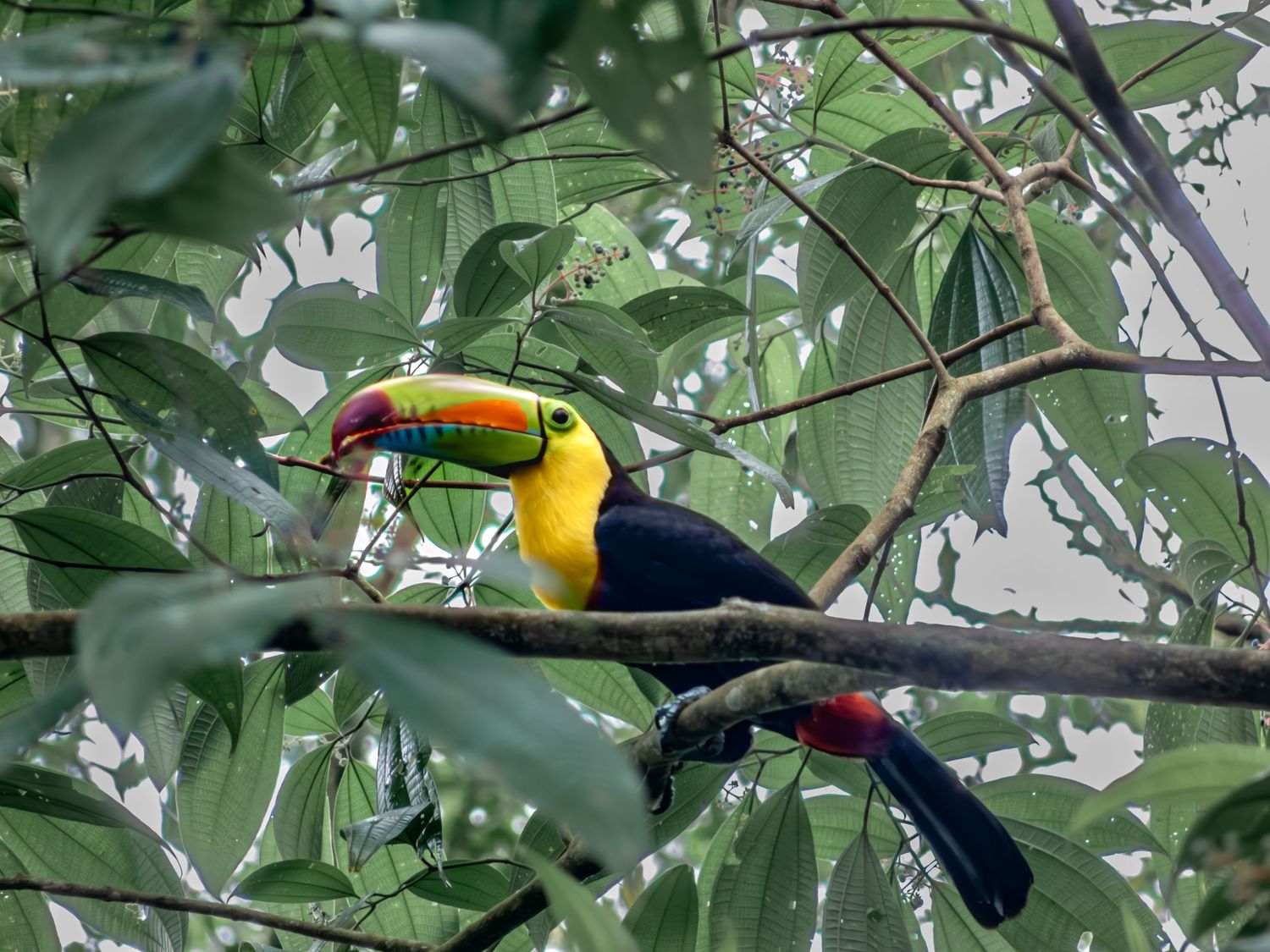 Vibrant toucan perched on a branch among green leaves in its natural habitat.