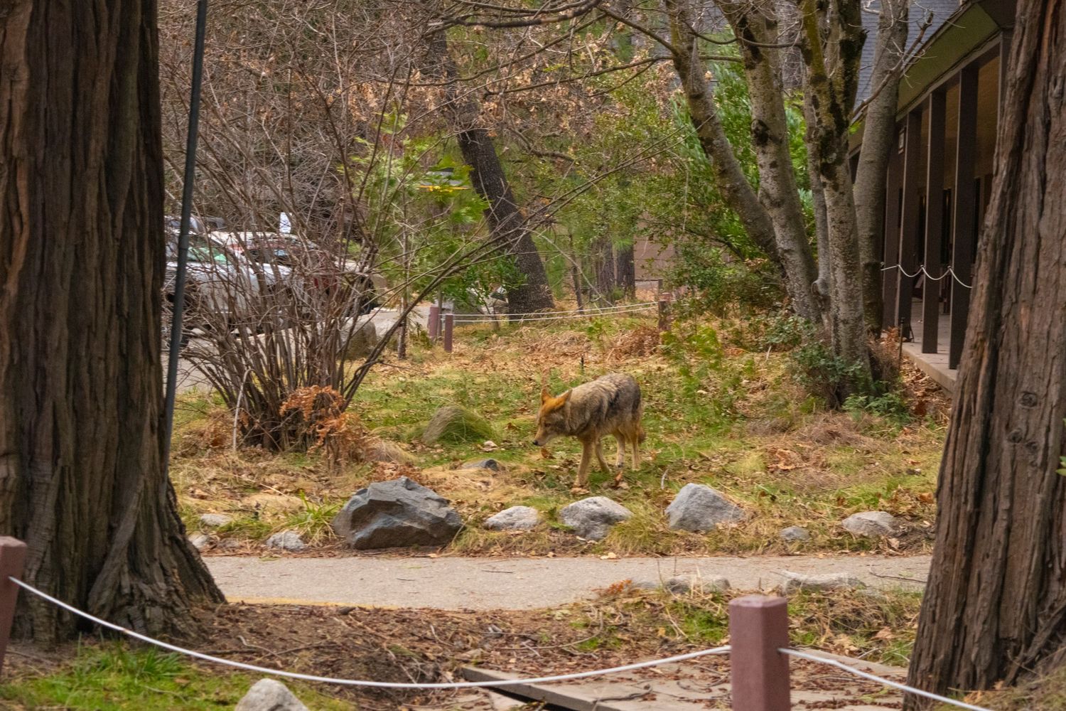 Two deer graze among trees and rocks in a woodland clearing.