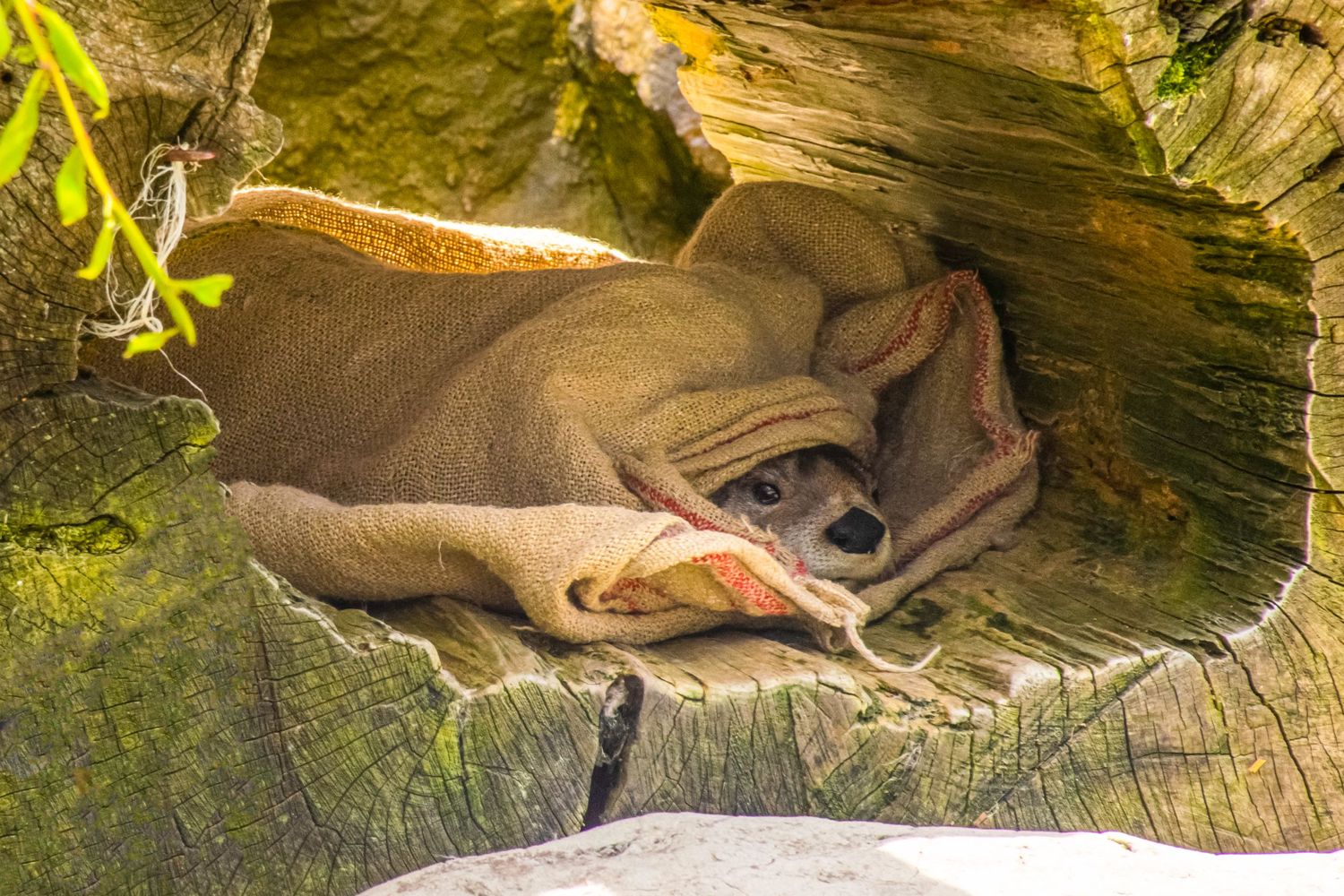 Fish with open mouth swimming in a rocky underwater cave environment.