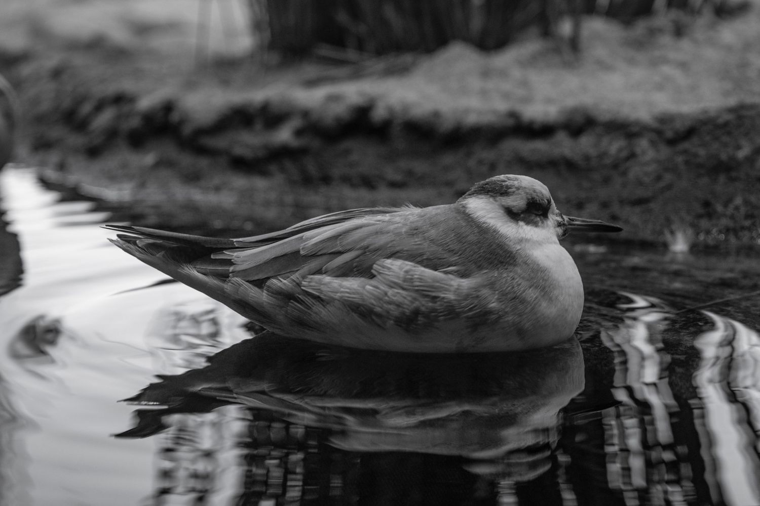 Black and white photograph of a seabird floating peacefully on reflective water.