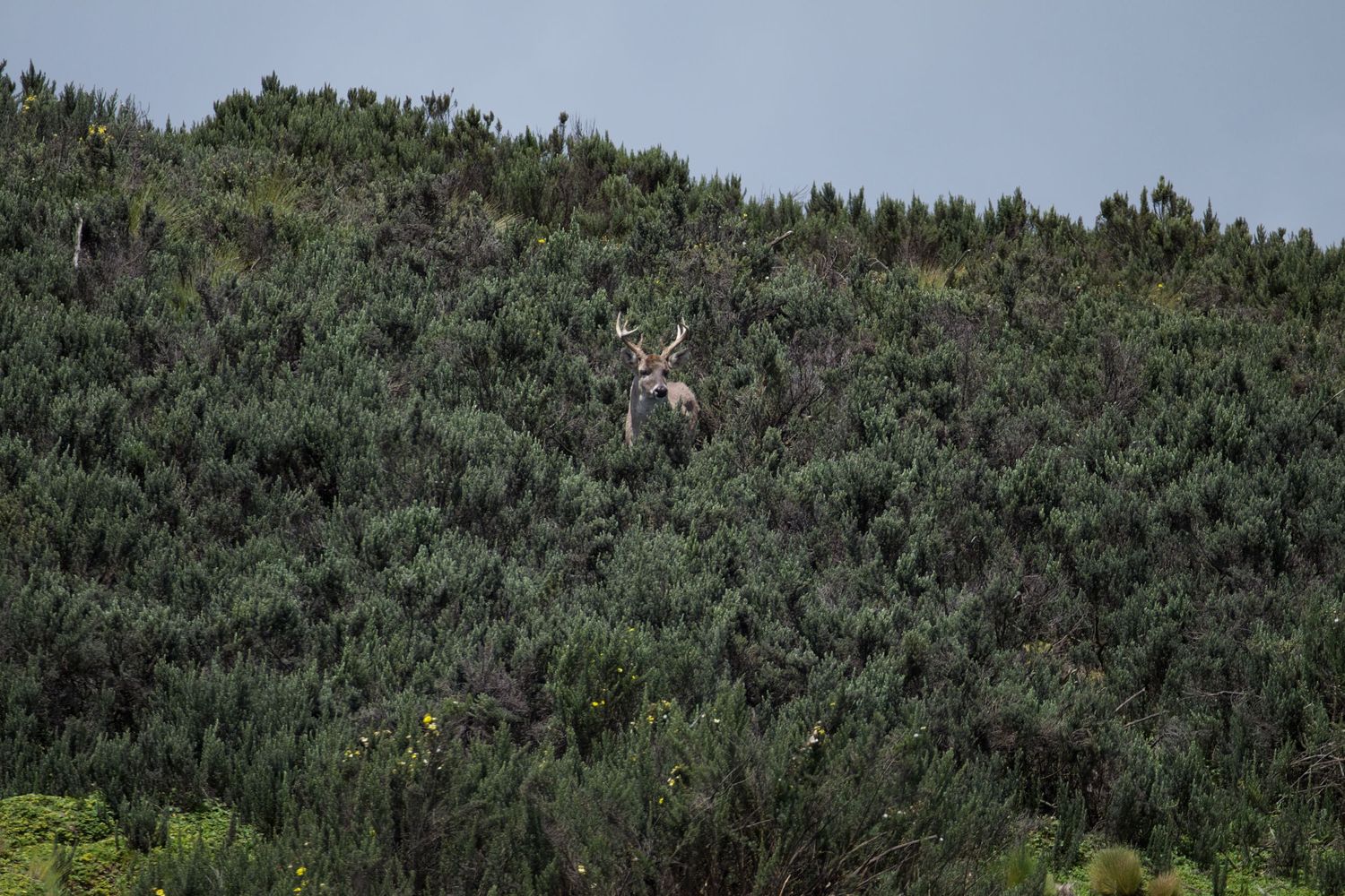 Andean White-tailer Deer