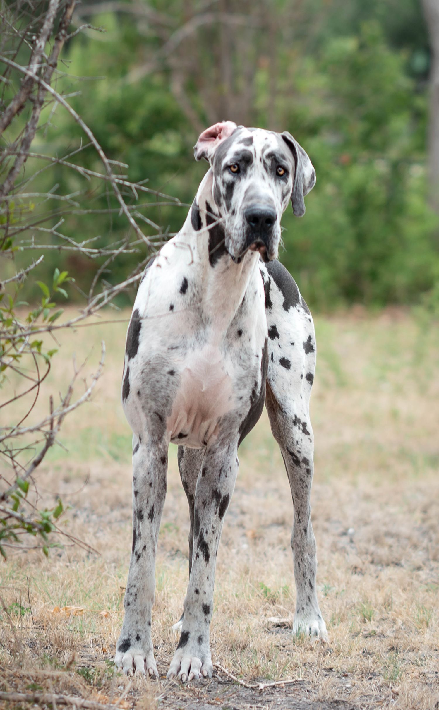 Mother's Day Gift, Great Danes for sale; Great Dane Puppies; Available Great Dane Puppies; Great Dane Puppies for sale near me