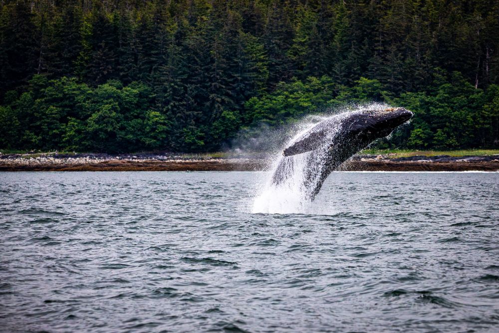 A humpback whale breaches the ocean surface near a forested coastline.