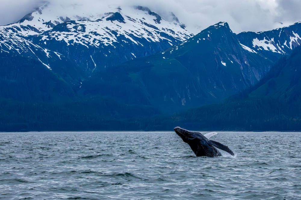 A whale breaches against a backdrop of snow-capped Alaskan mountains.