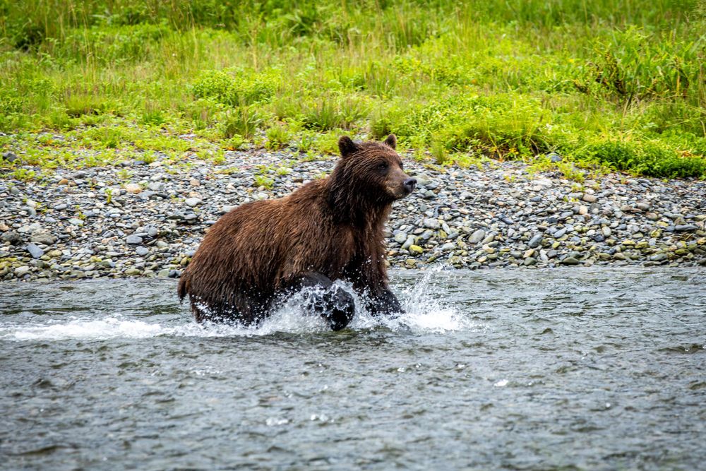 A brown bear creates a splash while hunting in shallow river water.