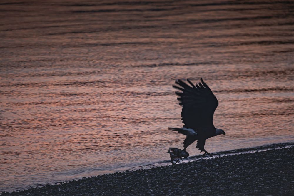 Silhouette of a bald eagle flying against a pink sunset sky.