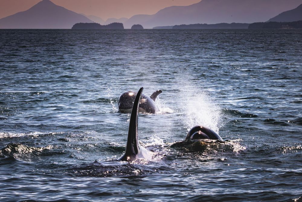 Whale tails breaking through ocean surface at sunset with mountains in background.