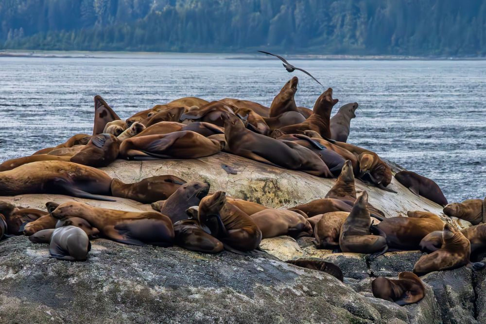 Large group of sea lions resting on rocky outcrop by ocean shore.