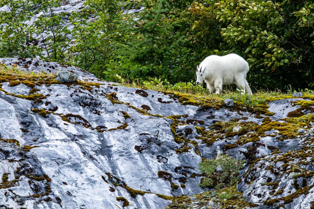 Mountain goat traversing snow-dusted rocky cliff face in Alaska wilderness.